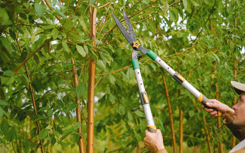 Tree trimming in Emmetsburg, IA
